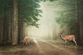 Copy of New 2019 product for advance collection