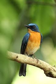 New 2019 product for advance collection